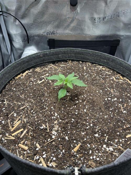 Nami’s Orangen Auto (by V-Buds). Week 2