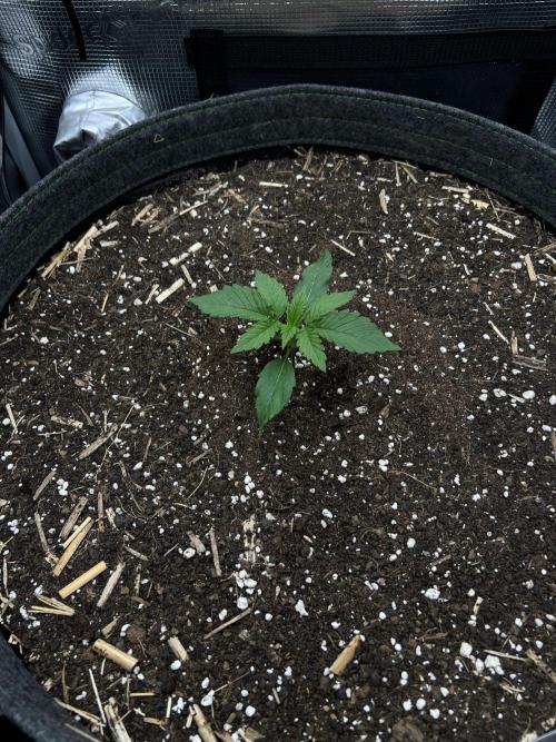 Nami’s Orangen Auto (by V-Buds). Week 2