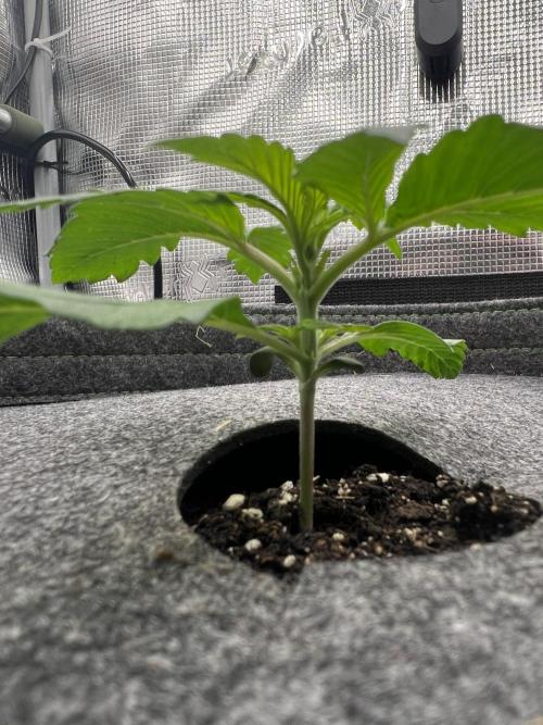 Nami’s Orangen Auto (by V-Buds). Week 2