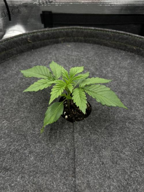 Nami’s Orangen Auto (by V-Buds). Week 2