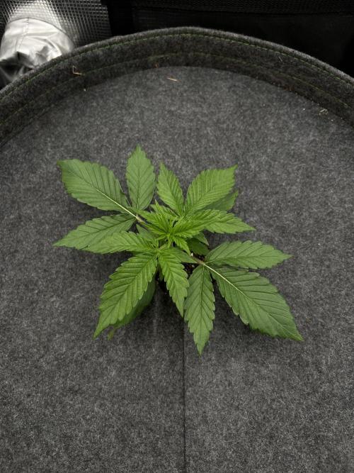 Nami’s Orangen Auto (by V-Buds). Week 2