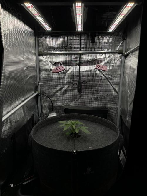 Nami’s Orangen Auto (by V-Buds). Week 2