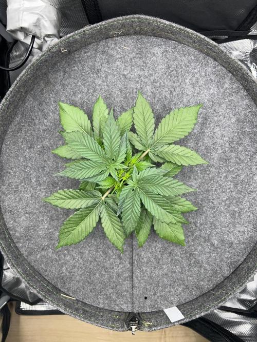 Nami’s Orangen Auto (by V-Buds). Week 3