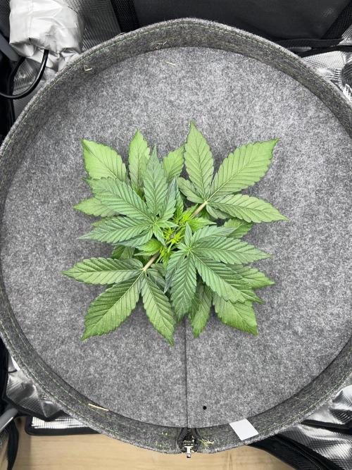 Nami’s Orangen Auto (by V-Buds). Week 3