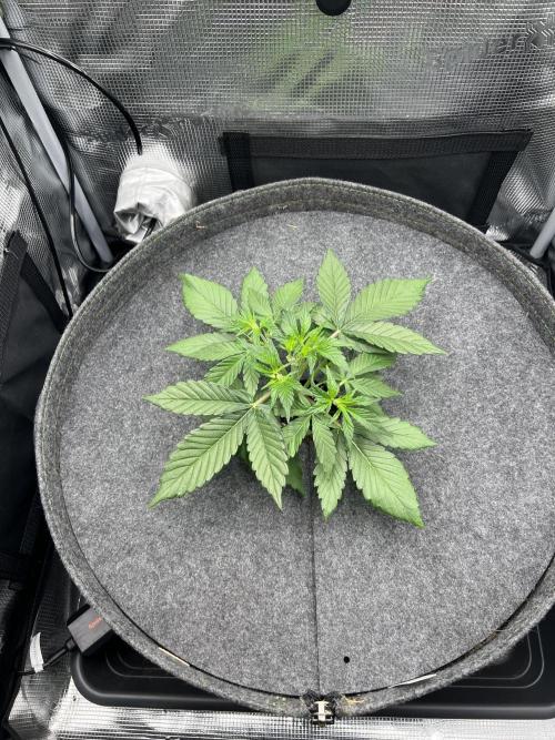 Nami’s Orangen Auto (by V-Buds). Week 3