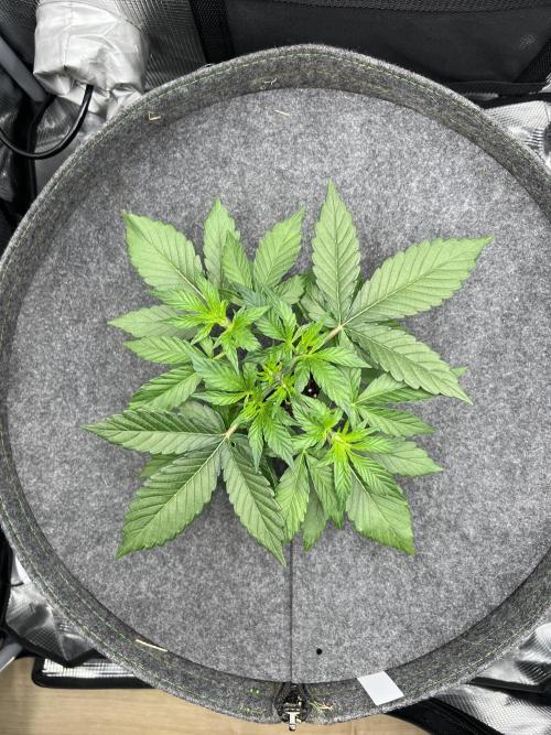 Nami’s Orangen Auto (by V-Buds). Week 3