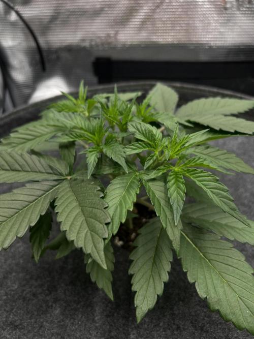 Nami’s Orangen Auto (by V-Buds). Week 3