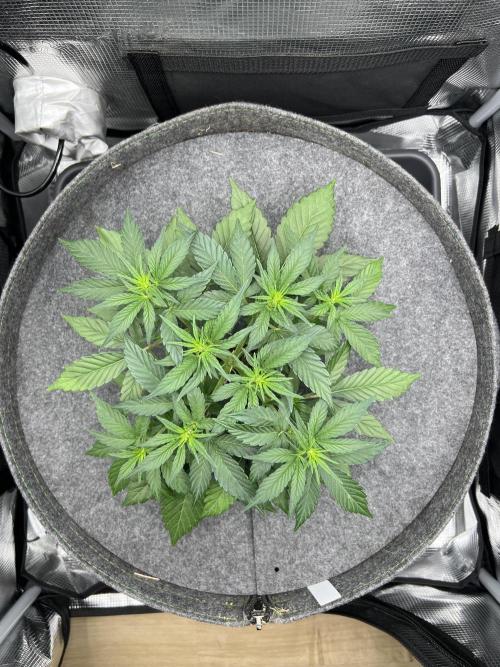 Nami’s Orangen Auto (by V-Buds). Week 4