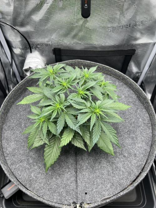 Nami’s Orangen Auto (by V-Buds). Week 4