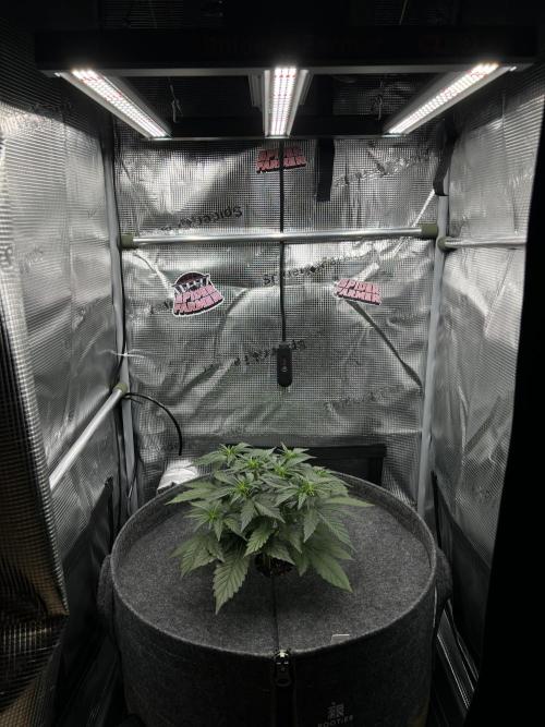 Nami’s Orangen Auto (by V-Buds). Week 4
