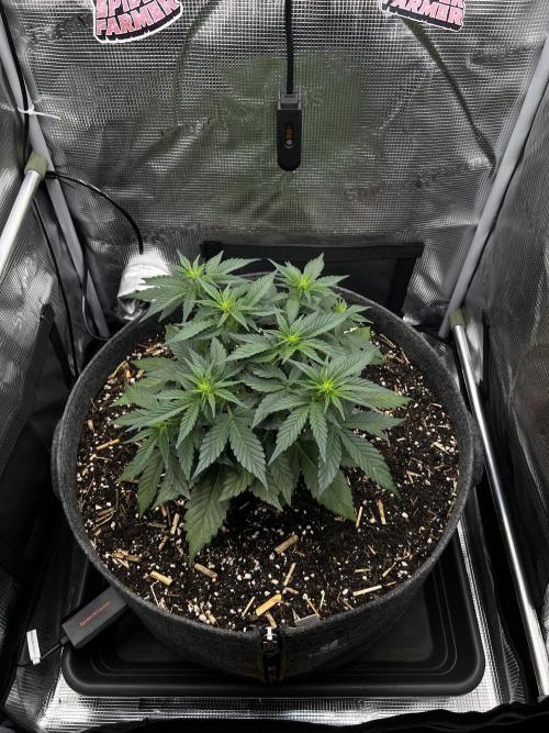 Nami’s Orangen Auto (by V-Buds). Week 4