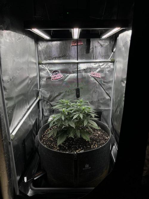 Nami’s Orangen Auto (by V-Buds). Week 4