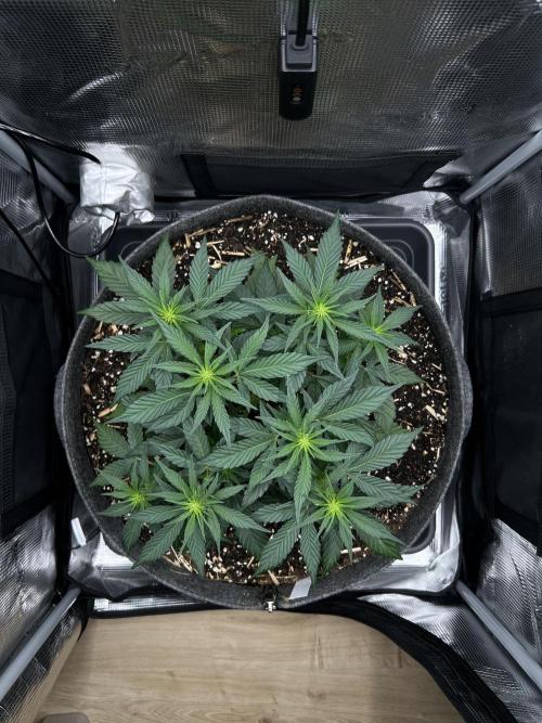 Nami’s Orangen Auto (by V-Buds). Week 4