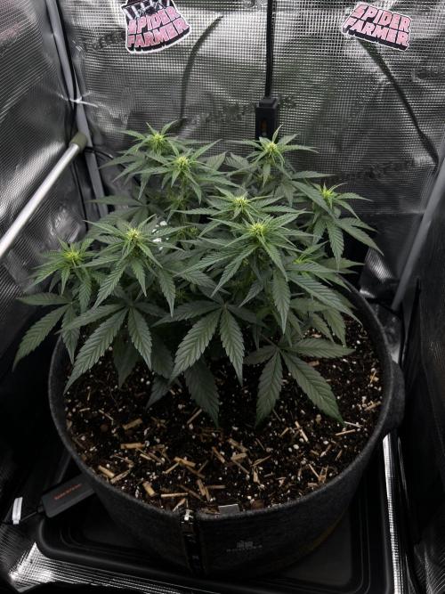 Nami’s Orangen Auto (by V-Buds). Week 5