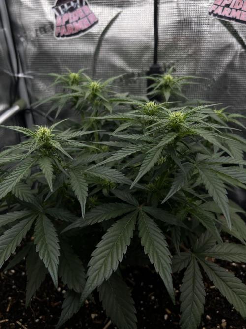 Nami’s Orangen Auto (by V-Buds). Week 5