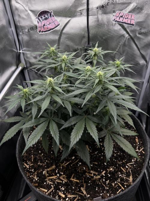 Nami’s Orangen Auto (by V-Buds). Week 5
