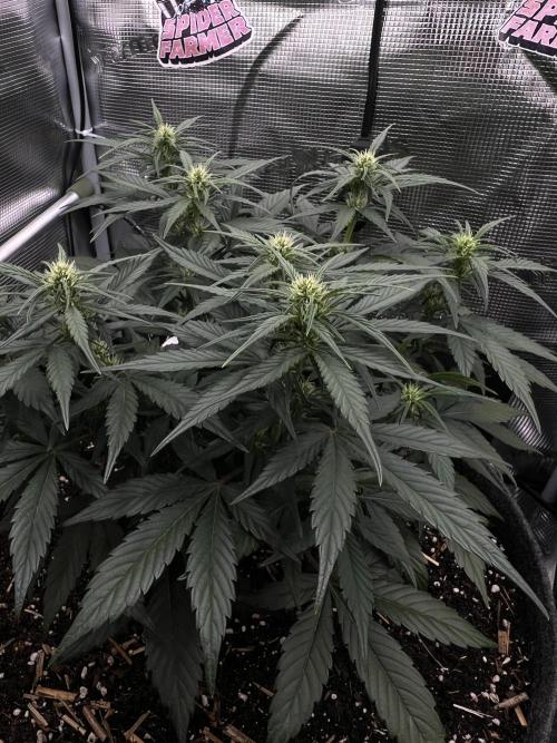 Nami’s Orangen Auto (by V-Buds). Week 5