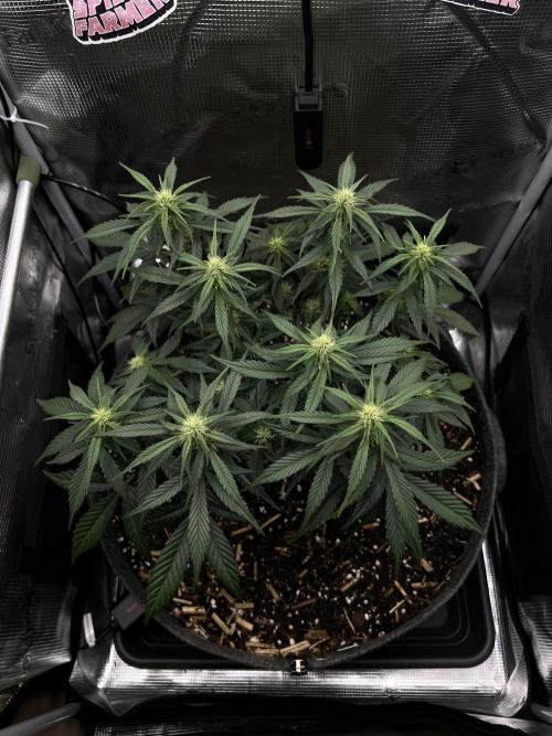 Nami’s Orangen Auto (by V-Buds). Week 5