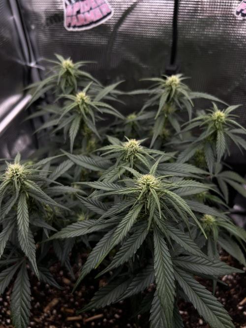 Nami’s Orangen Auto (by V-Buds). Week 5