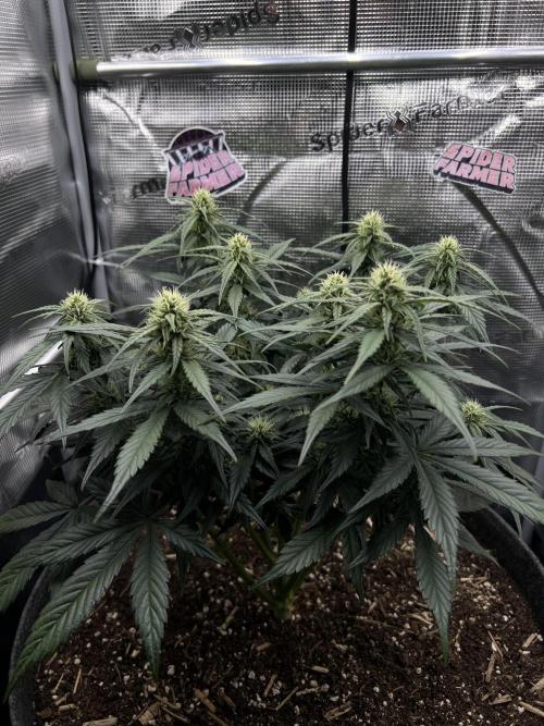 Nami’s Orangen Auto (by V-Buds). Week 6