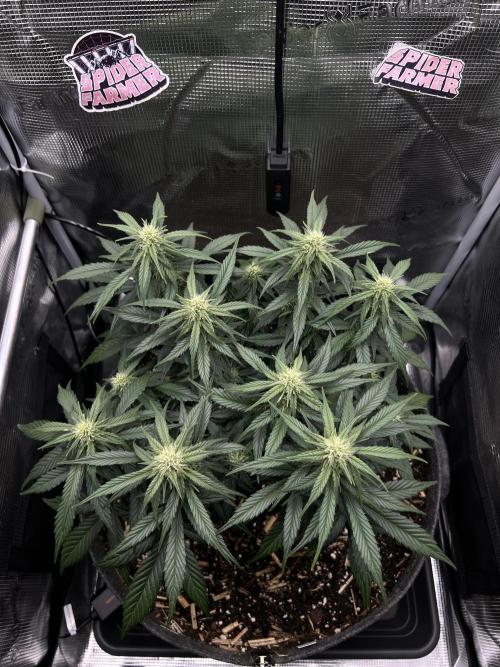 Nami’s Orangen Auto (by V-Buds). Week 6