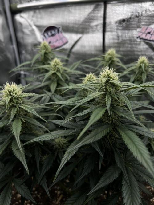 Nami’s Orangen Auto (by V-Buds). Week 6
