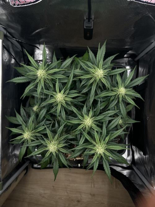 Nami’s Orangen Auto (by V-Buds). Week 6