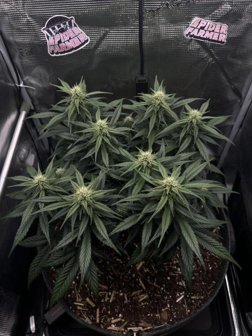 Nami’s Orangen Auto (by V-Buds). Week 6