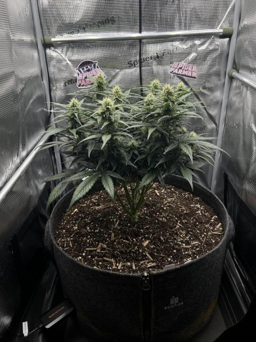 Nami’s Orangen Auto (by V-Buds). Week 6