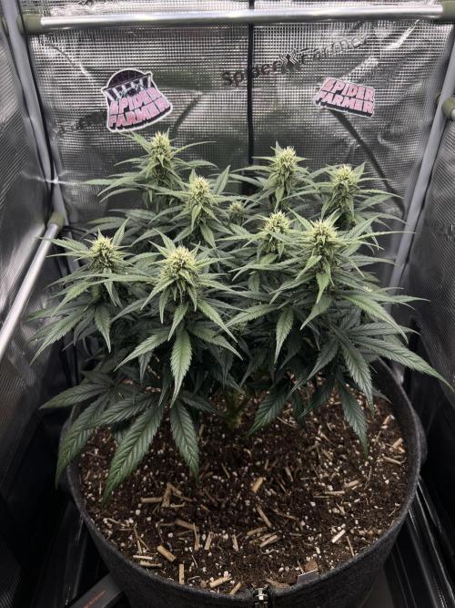Nami’s Orangen Auto (by V-Buds). Week 6