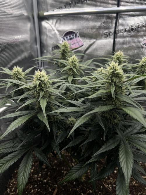 Nami’s Orangen Auto (by V-Buds). Week 6