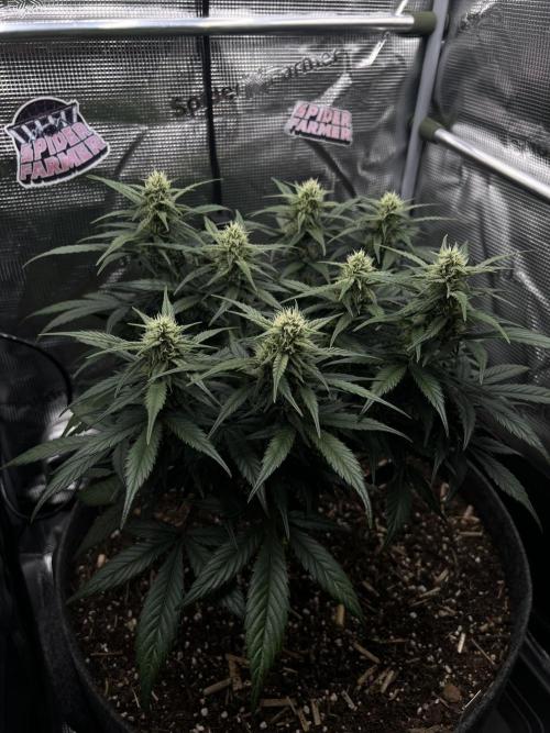 Nami’s Orangen Auto (by V-Buds). Week 6