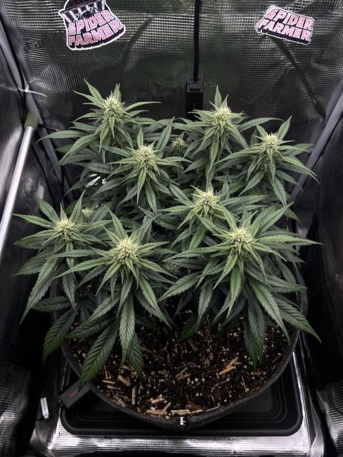 Nami’s Orangen Auto (by V-Buds). Week 6