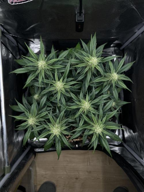 Nami’s Orangen Auto (by V-Buds). Week 6