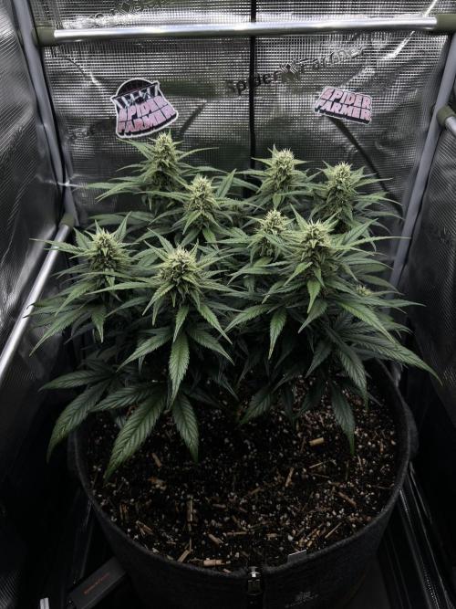 Nami’s Orangen Auto (by V-Buds). Week 7