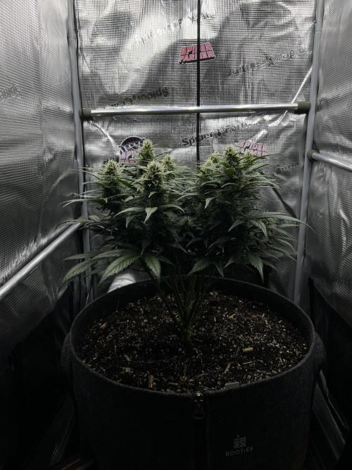 Nami’s Orangen Auto (by V-Buds). Week 7