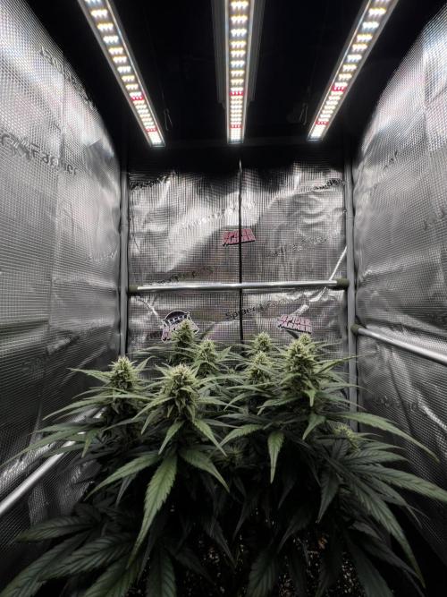 Nami’s Orangen Auto (by V-Buds). Week 7