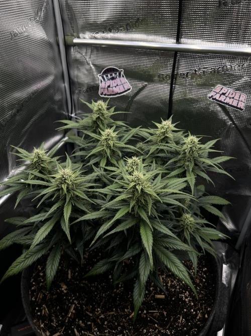 Nami’s Orangen Auto (by V-Buds). Week 7