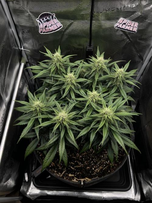 Nami’s Orangen Auto (by V-Buds). Week 7