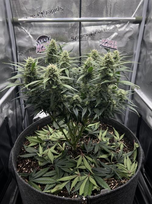 Nami’s Orangen Auto (by V-Buds). Week 7
