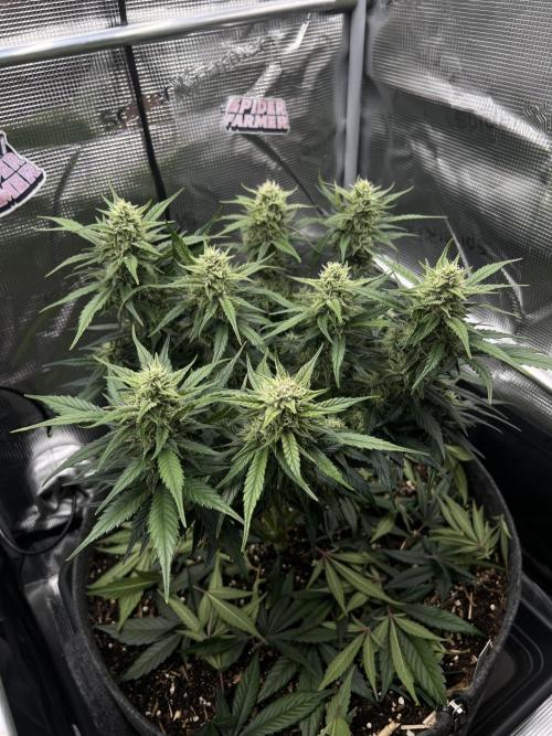 Nami’s Orangen Auto (by V-Buds). Week 7