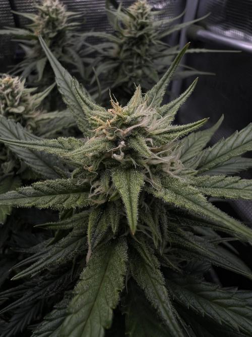 Nami’s Orangen Auto (by V-Buds). Week 7