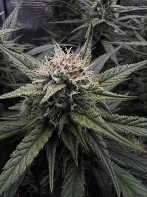 Nami’s Orangen Auto (by V-Buds). Week 7
