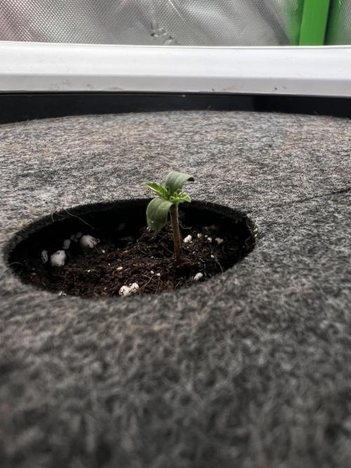 G-Donutz Auto (by GoodGenetix). Week 1