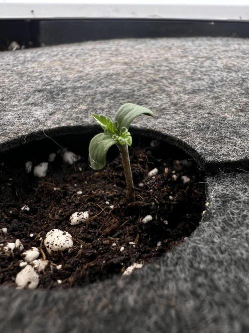 G-Donutz Auto (by GoodGenetix). Week 1