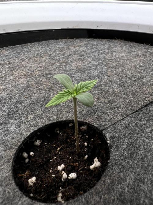 G-Donutz Auto (by GoodGenetix). Week 1
