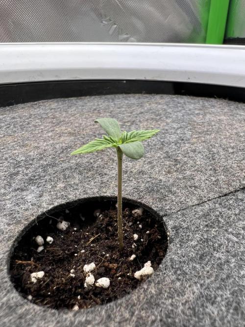 G-Donutz Auto (by GoodGenetix). Week 1