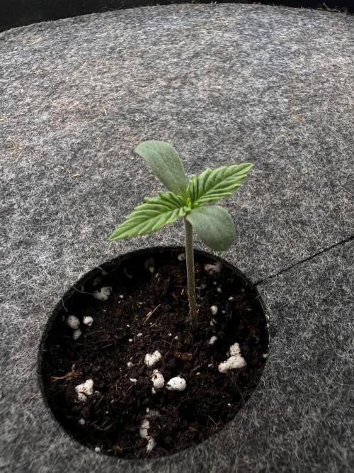 G-Donutz Auto (by GoodGenetix). Week 1