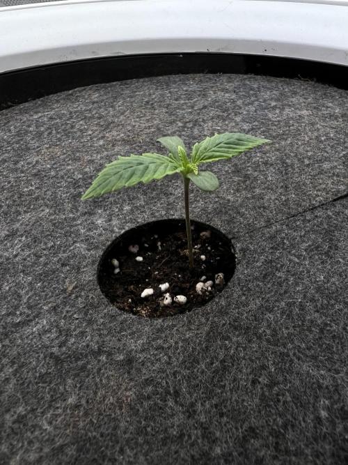 G-Donutz Auto (by GoodGenetix). Week 1