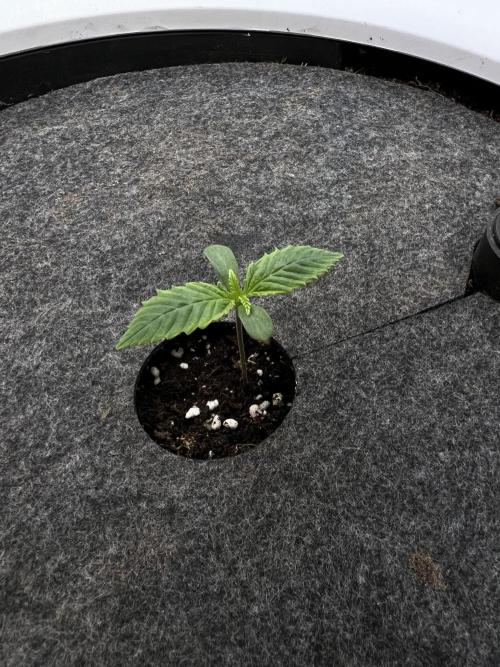 G-Donutz Auto (by GoodGenetix). Week 1